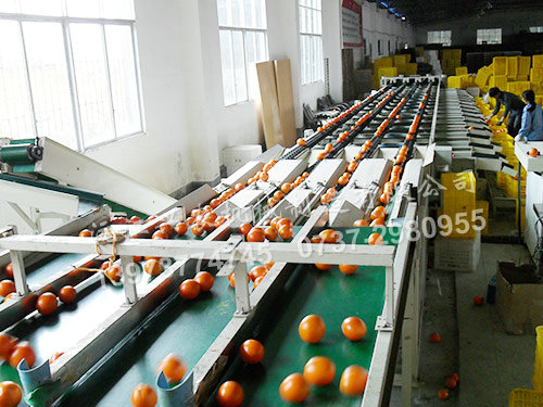 沅江興農(nóng)機(jī)械制造有限公司,沅江水果分選機(jī),沅江水果清洗機(jī),沅江水果打蠟機(jī)哪里好,沅江興農(nóng)機(jī) 沅江興農(nóng)機(jī)械制造有限公司,沅江水果分選機(jī),沅江水果清洗機(jī),沅江水果打蠟機(jī)哪里好,沅江興農(nóng)機(jī)